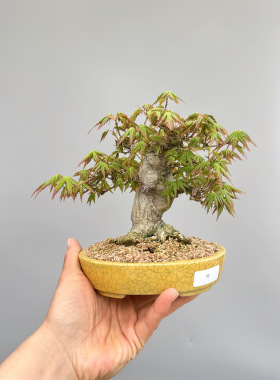 日本原生红枫树山红叶微型盆景精品矮霸实物小品掌上大根盘精品