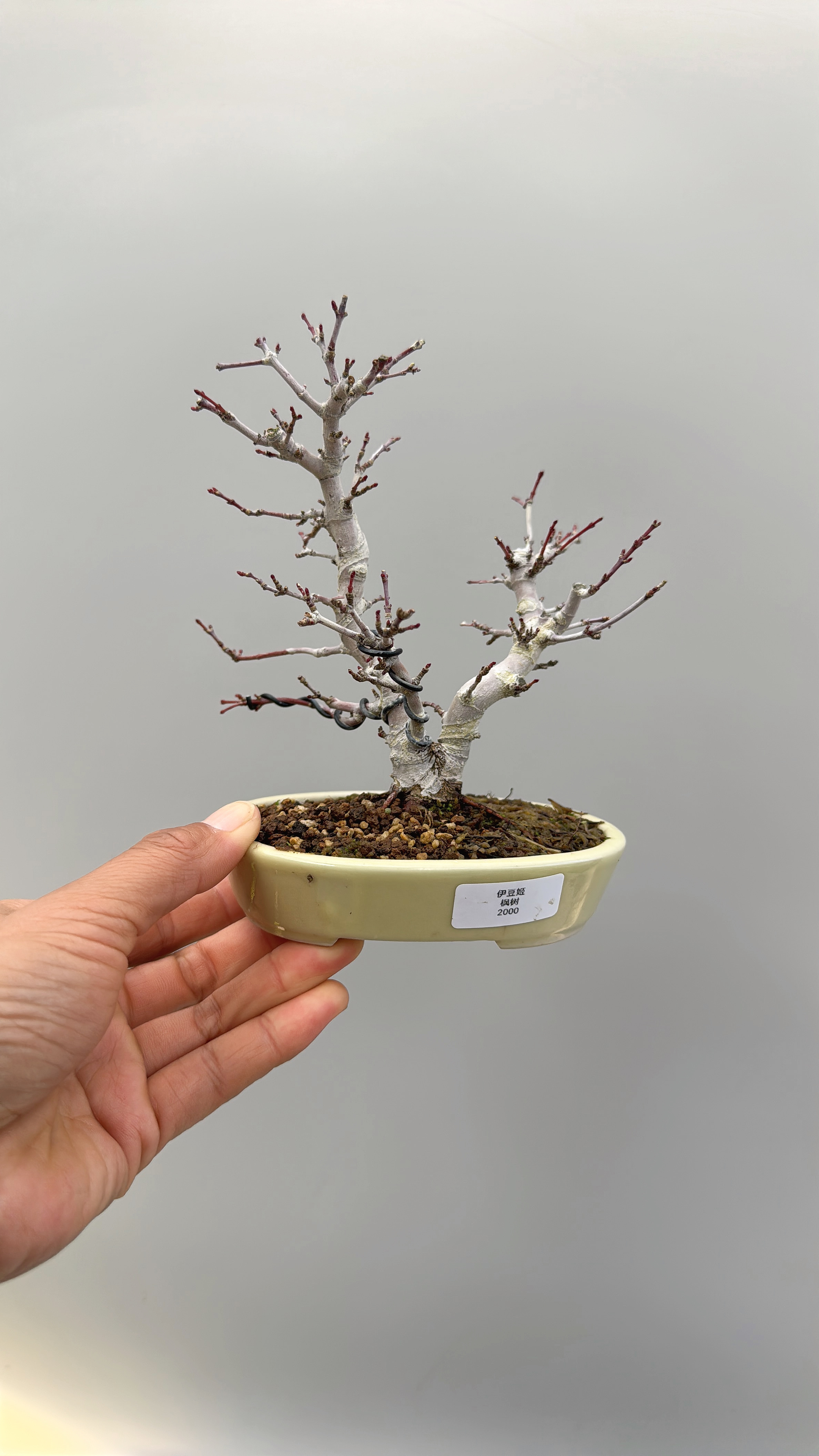 禅意日本进口红枫树伊豆姬精品微型盆景实物小品掌上绿植桌面盆栽