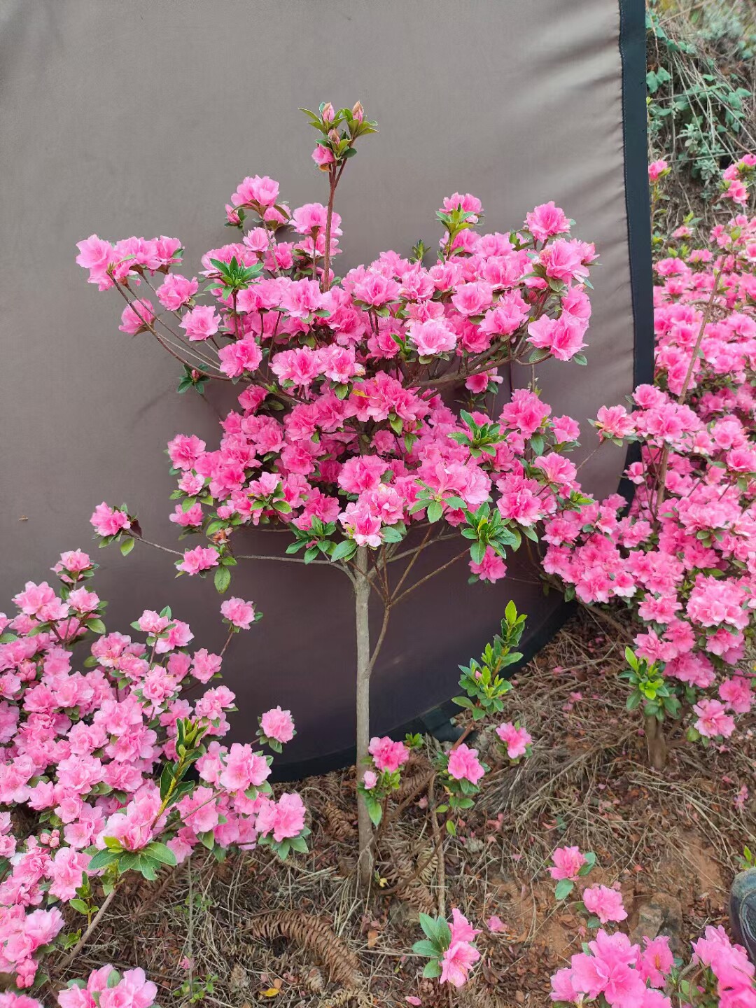 杜鹃花小苗难方腊皮小桃红庭园花