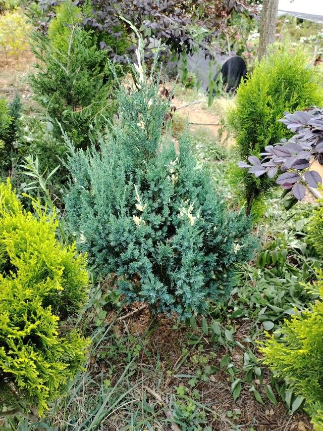 柏树盆栽花叶刺柏花苞塔形植物庭院花镜配色品种