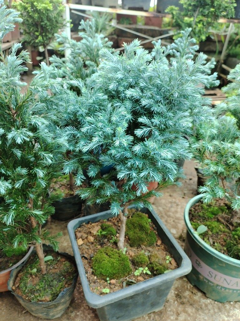 蓝湖柏蓝色波尔瓦彩叶植物柏树盆栽耐寒耐寒热一物一拍原盆土发货,鲜花速递/花卉仿真/绿植园艺,绿植,淘宝优惠券,粉丝福利购,淘宝优惠卷