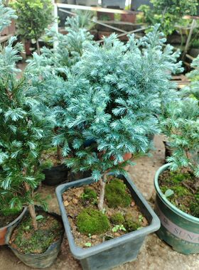 蓝湖柏蓝色波尔瓦彩叶植物柏树盆栽耐寒耐寒热一物一拍原盆土发货