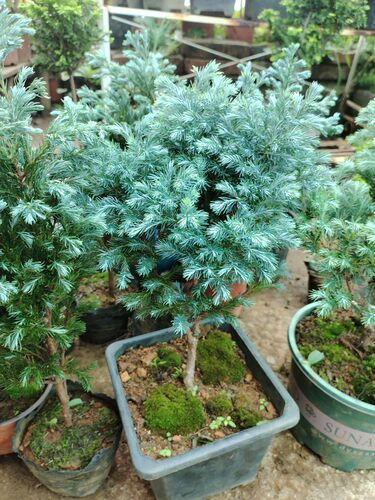 蓝湖柏蓝色波尔瓦彩叶植物柏树盆栽耐寒耐寒热一物一拍原盆土发货