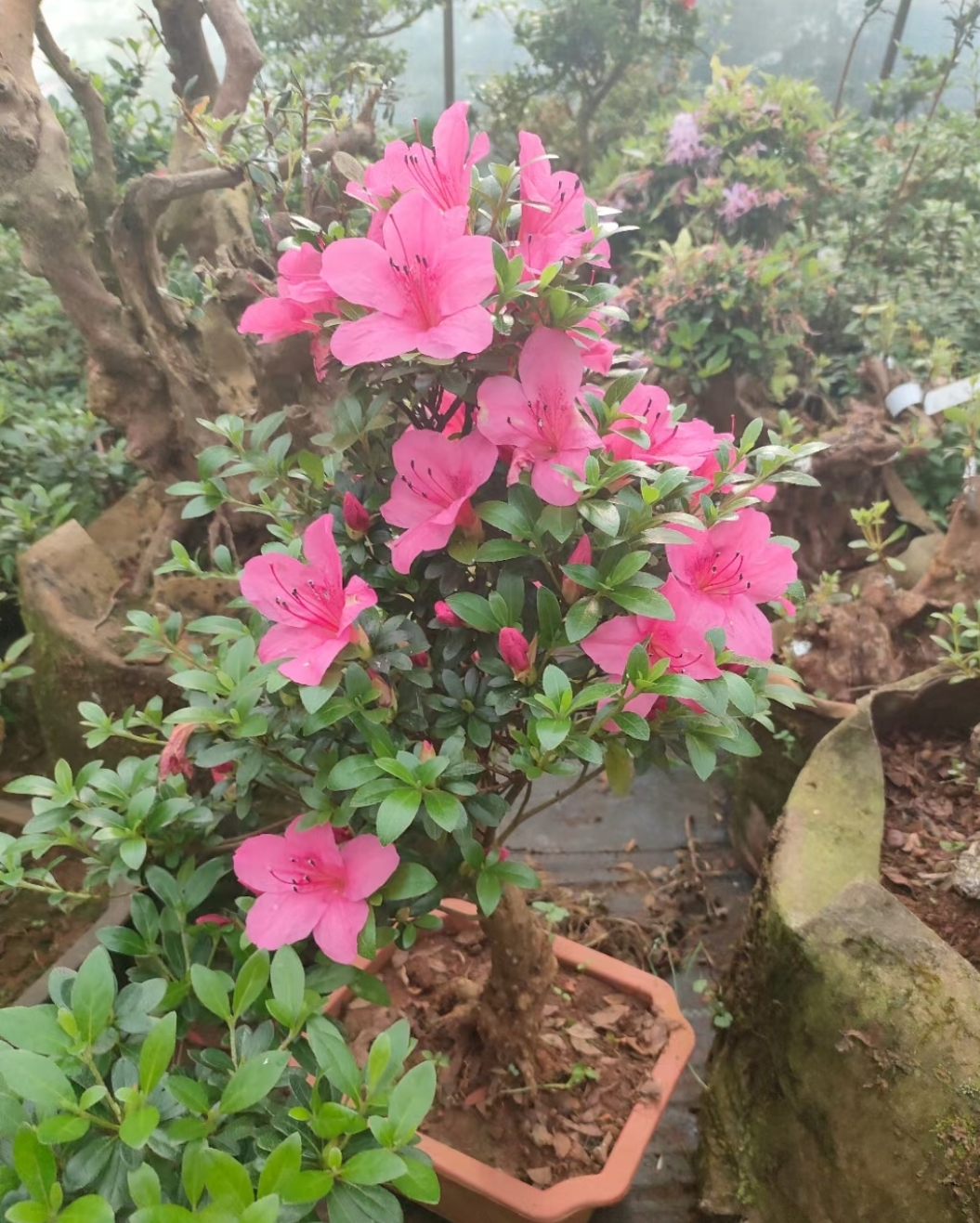 杜鹃花皋月杜鹃紫鹃桃红色单瓣花卉盆栽夏季开花一物一拍包邮