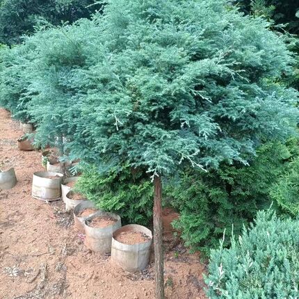 针叶树蓝湖柏蓝叶绒柏盆栽绿植阳台庭院景观植物好养易活包邮