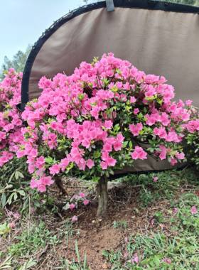 腊皮春鹃杜鹃花原生粉腊皮小桃红一物一拍花卉盆栽庭院阳台植物