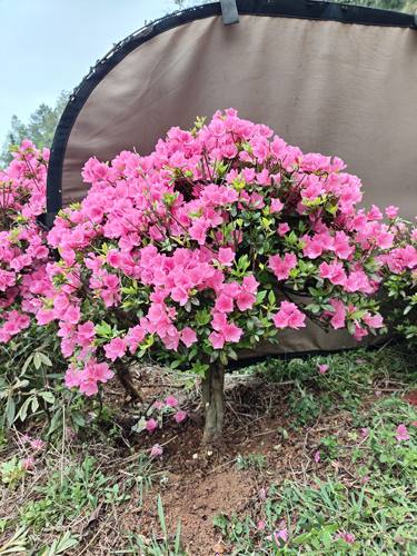 腊皮春鹃杜鹃花原生粉腊皮小桃红一物一拍花卉盆栽庭院阳台植物