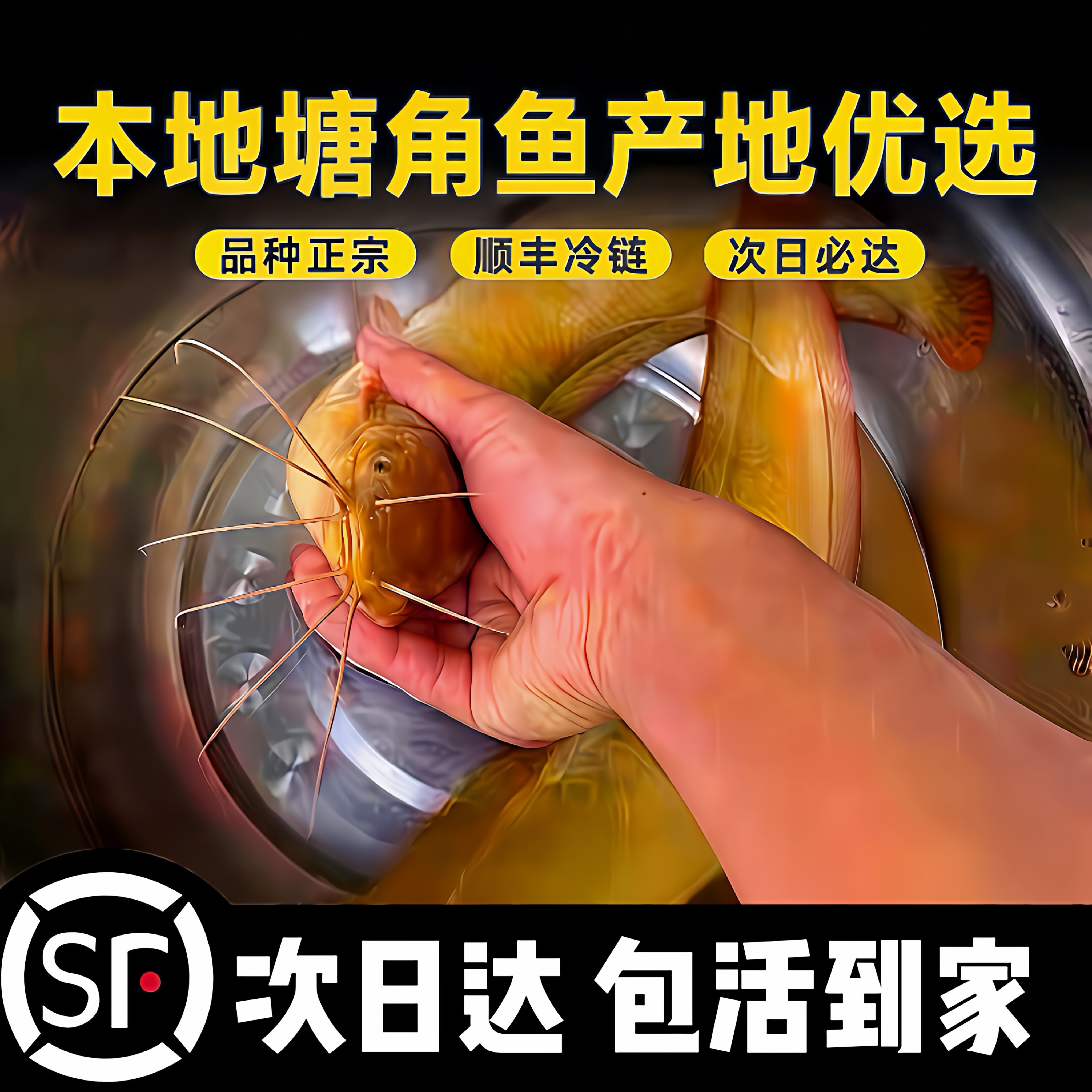 正宗皇妃一号塘鲺 三黄塘鲺 肉食胡子鲶鱼苗塘角鱼土塘鲺  鲶鱼苗