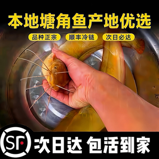 正宗皇妃一号塘鲺 三黄塘鲺 肉食胡子鲶鱼苗塘角鱼土塘鲺  鲶鱼苗