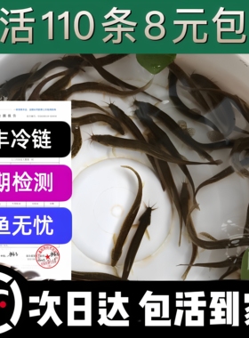 台湾小泥鳅苗泥鳅鱼鲜活乌龟龙鱼黑鱼活鱼金鳅筏钓鱼翘嘴养殖鱼苗