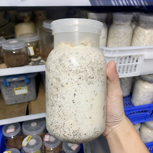 云芝秀珍菌甲虫营养食材独角