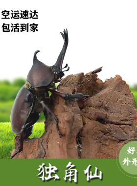 独角仙另类甲虫宠物姬兜长戟