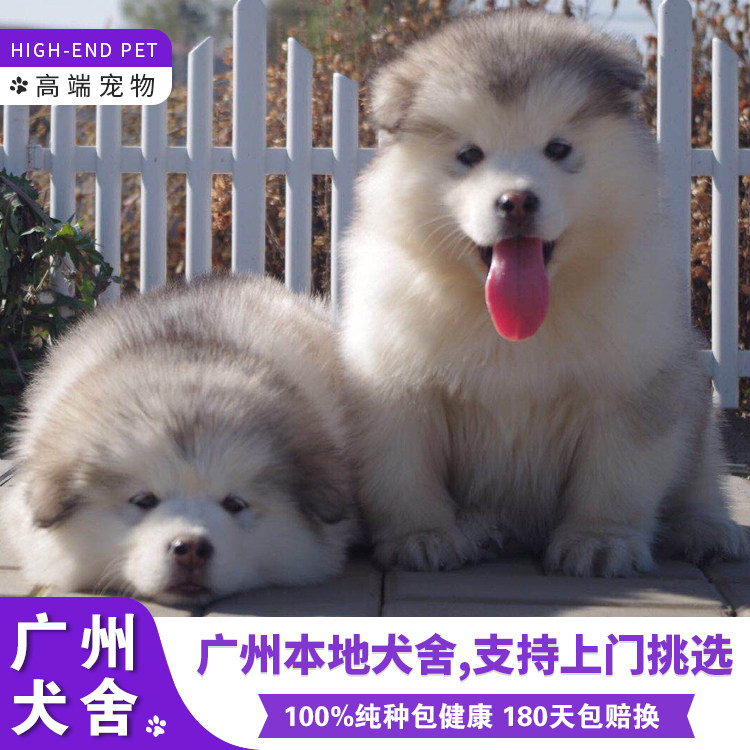 广州出售纯种熊版阿拉斯加幼犬 详情请咨询客服观看视频挑选了解