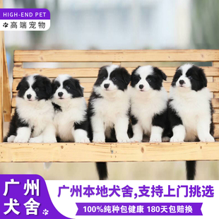 详情请咨询客服观看视频挑选了解 广州出售纯种高品质边牧幼犬