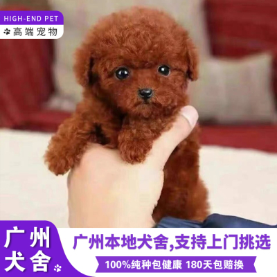 广州出售高品质纯种泰迪犬