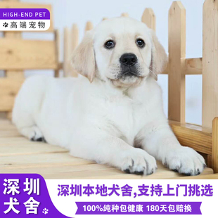 详情请咨询客服观看视频挑选了解 深圳出售纯种拉布拉多活体幼犬