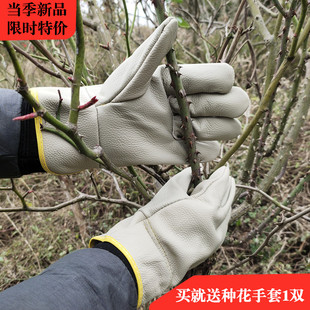 玫瑰花椒摘板栗子牛皮防刺针扎铁削护手左手 园艺手套园林修剪月季