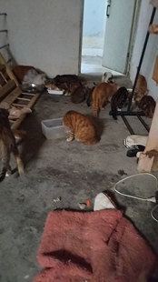 行善积德帮助流浪猫绝育吃饱治病