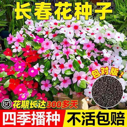 长春花种子日日春花籽四季播种易活庭院景观花海盆栽耐寒花卉种孑