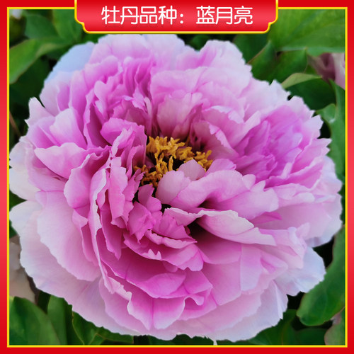 牡丹【蓝月亮】山东菏泽正宗观赏牡丹花苗 庭院地栽 阳台盆栽
