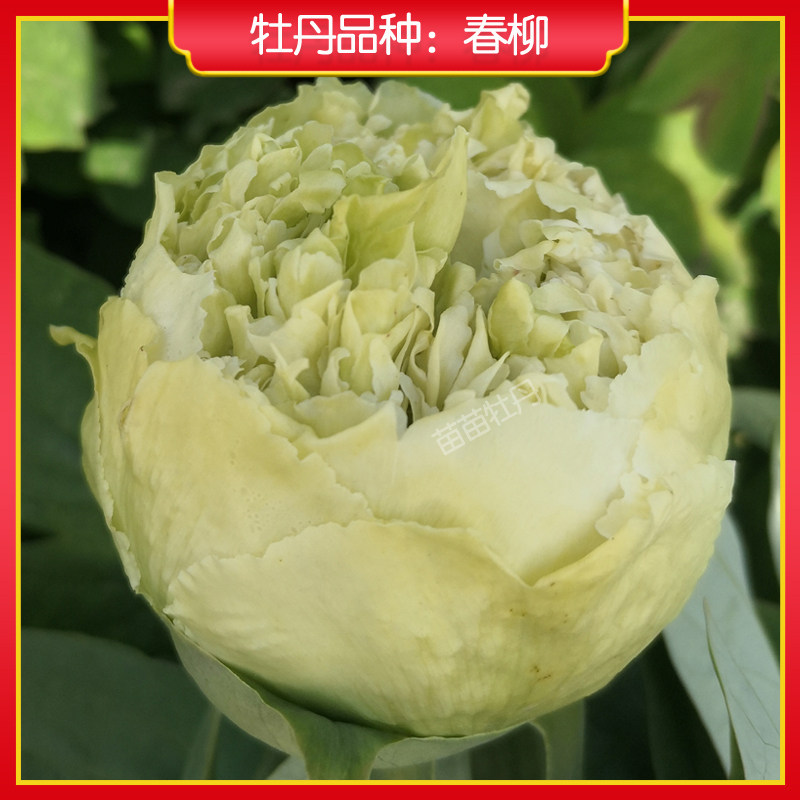 【春柳】菏泽绿色系观赏牡丹花苗 阳台盆栽 庭院地栽多年生