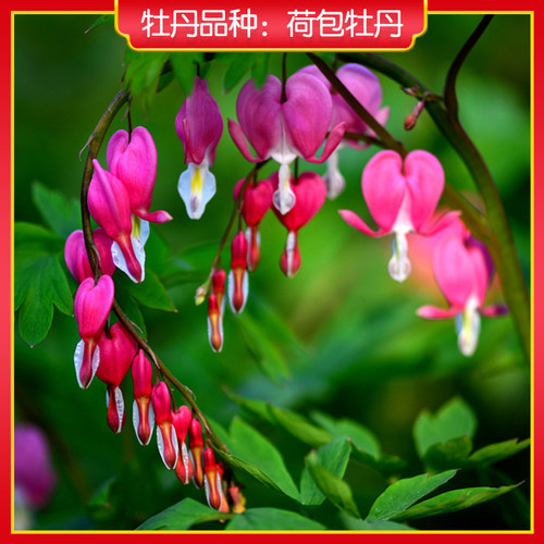 荷包牡丹菏泽阳台盆栽多年生草本