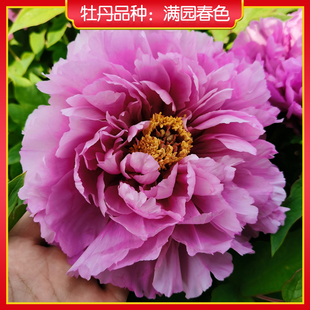 牡丹【满园春光】山东菏泽正宗观赏牡丹花苗 庭院地栽 阳台盆栽