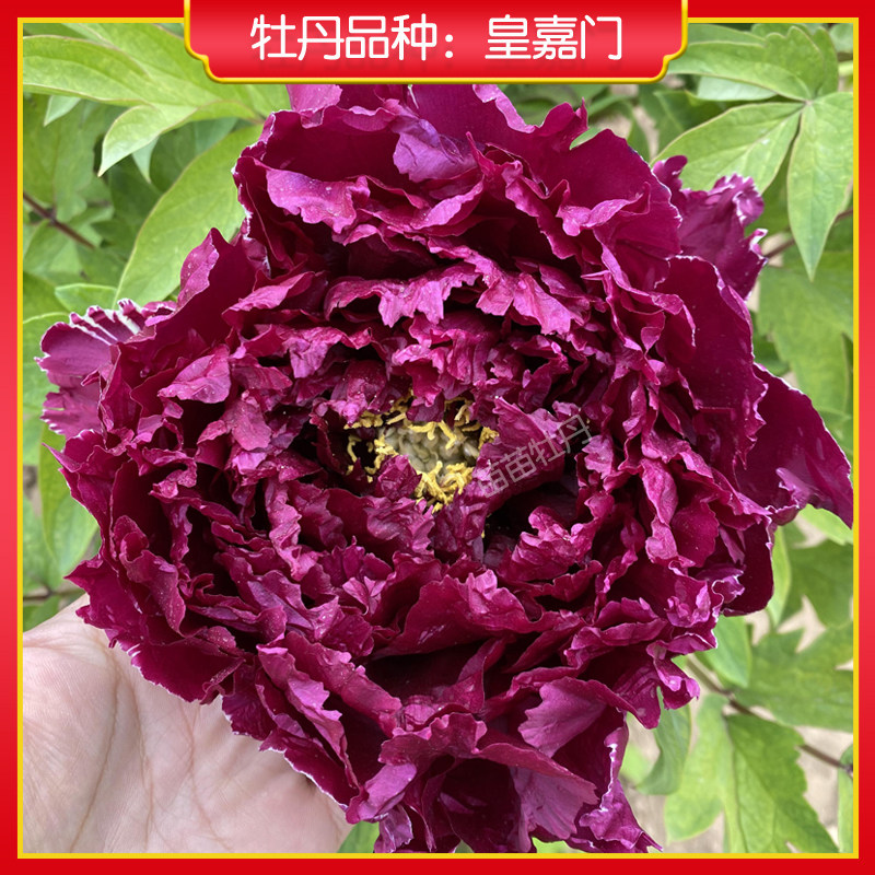 【皇嘉门】菏泽正宗牡丹花苗 阳台盆栽花卉 黑色系牡丹