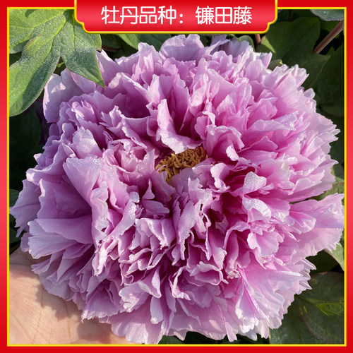 牡丹【镰田藤】山东菏泽正宗观赏牡丹花苗 庭院地栽 阳台盆栽