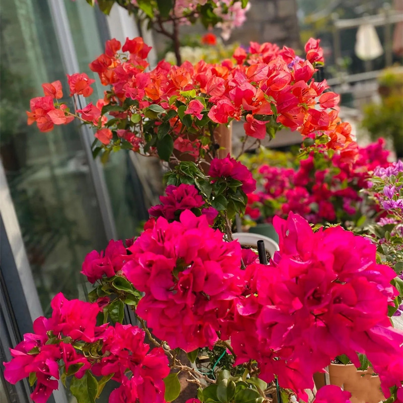 福建基地直发多色三角梅四季开花