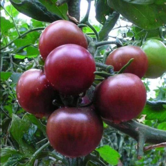 高台黑番茄鲜果大漠紫光品种甘肃张掖高台特产黑番茄健康蔬果2斤