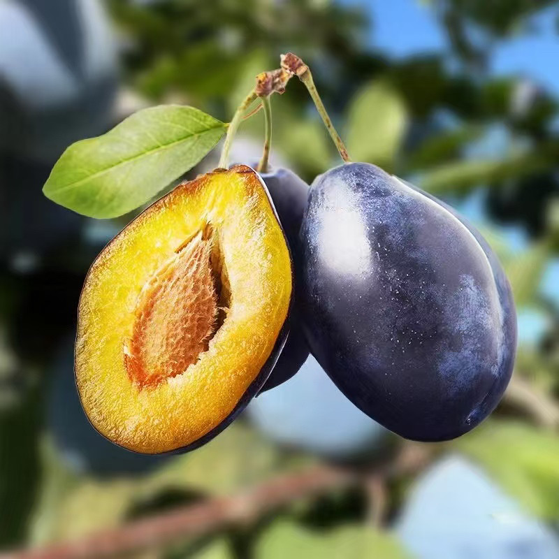 西梅鲜果甘肃嘉峪关顺丰发出5斤法兰西甜时令水果现摘应季整箱包