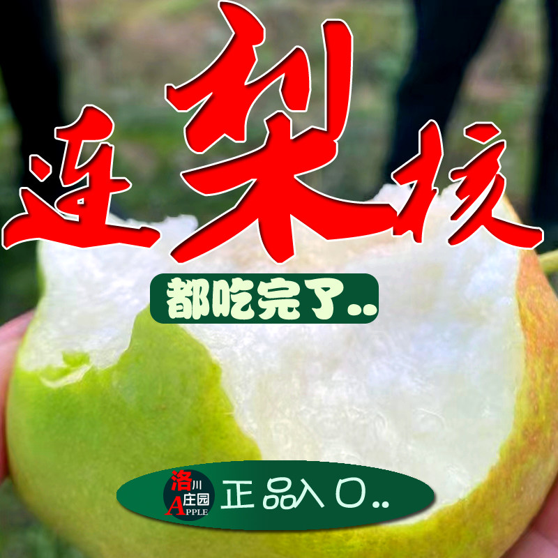 【翡翠梨熟了】正宗黄陵翡翠梨当季现摘新鲜香梨特大酥梨礼盒包邮