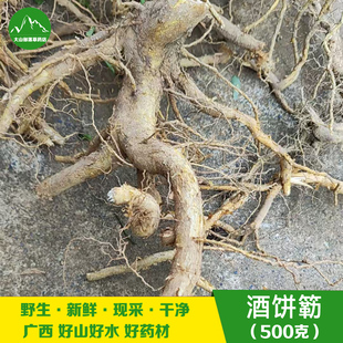 广西现挖东风橘根 东风桔 酒饼簕纯根 山柑子乌柑子 狗吉簕 包邮