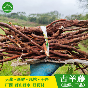 新鲜古羊藤中药材马莲鞍现挖枯羊藤根古羊滕腾南苦参虎阴藤藤苦参