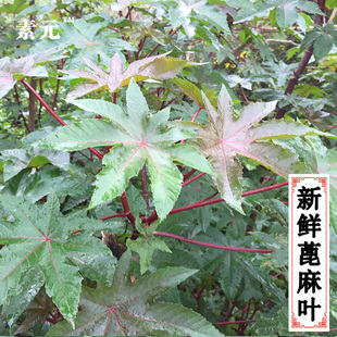 新鲜现摘蓖麻叶 野生红蓖麻杆草麻中草药蓖麻子叶红杆蓖麻叶 包邮