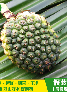 现摘假菠萝 新鲜勒古子露兜果500g 中草药帕梯罗金堆 生鲜山菠萝