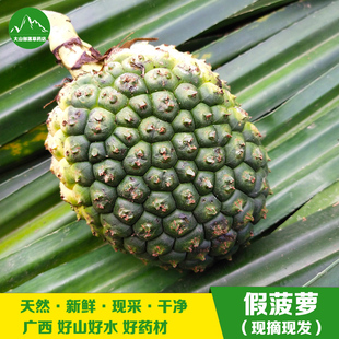 现摘假菠萝 新鲜勒古子露兜果500g 中草药帕梯罗金堆 生鲜山菠萝