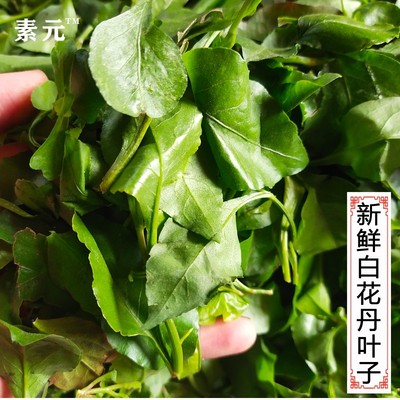 新鲜白花丹叶子中草药白雪花叶