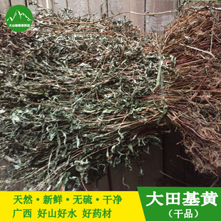 野生大田基黄 星宿菜 干品泥鳅菜 红根草全草 星宿菜中草药 500克