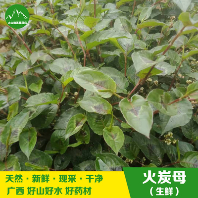 野外新鲜火炭母中草药白饭藤