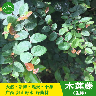 新鲜薜荔藤 现采木莲藤藤叶 中药材木馒头藤 薜荔枝 霹雳藤 包邮