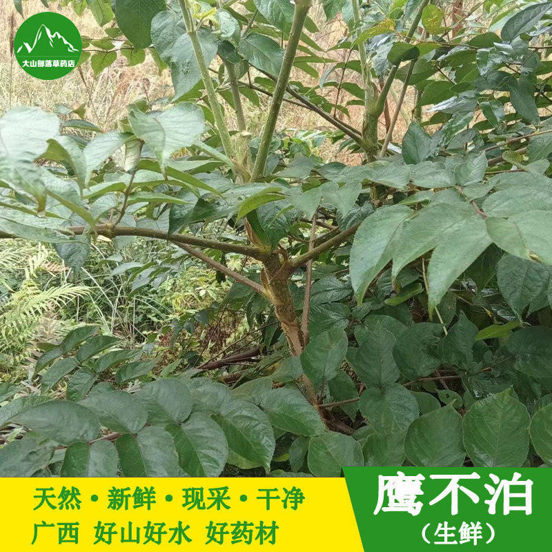 新鲜鹰不泊 现挖葱木根 鸟不落雷公木鸟不宿雀不站枝叶中草药材