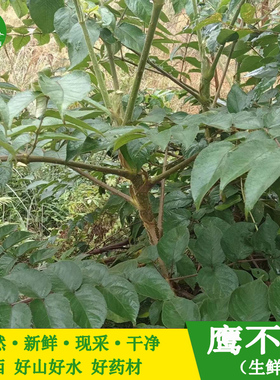 新鲜鹰不泊 现挖葱木根 鸟不落雷公木鸟不宿雀不站枝叶中草药材