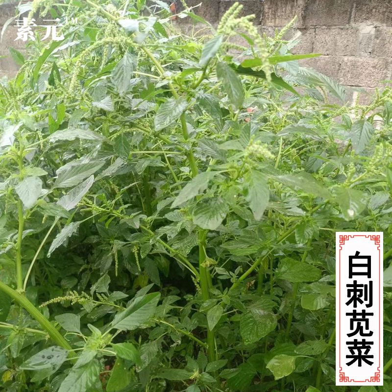 现挖白刺苋  新鲜白杆刺苋菜 野刺苋 野苋 猪母刺 假苋勒 苋菜