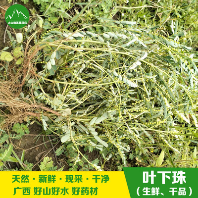 叶下珠新鲜珍珠草中草药材珠仔草