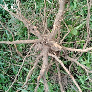 新鲜现挖粗叶悬钩子根 大叶蛇泡簕 中药材八月泡枝叶 大叶茅莓根