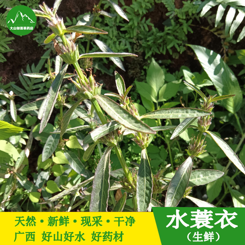 新鲜水蓑衣 青泽兰大青草 广西中草药九节花节节花同节上花穿心蛇
