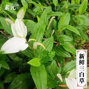 新鲜现挖三白草 天性草中药材白莲藕根塘边藕白花莲水木通根 包邮