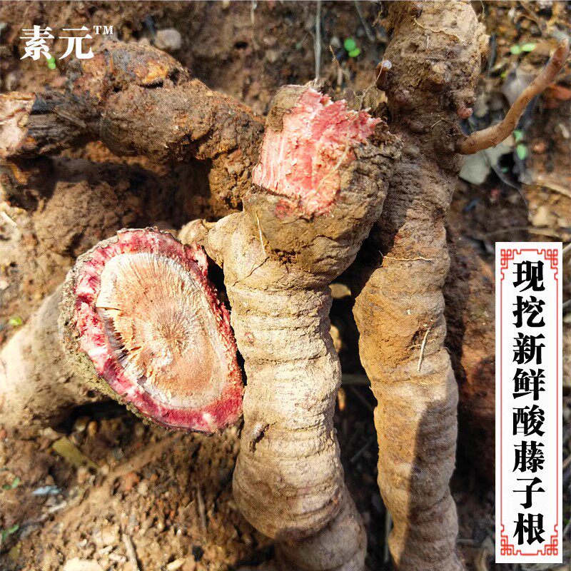 广西现挖新鲜酸藤子根 酸藤头根 酸藤果纯根 酸藤根酸藤子全草